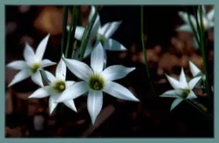 Romulea flava forme blanche