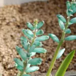 Lachenalia viridiflora