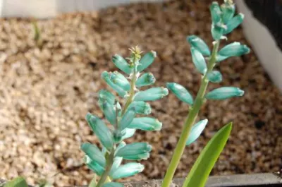Lachenalia viridiflora