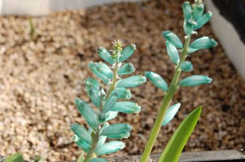 Lachenalia viridiflora