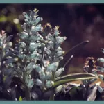 Lachenalia viridiflora — Lachenalia