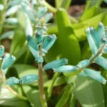 Lachenalia viridiflora — viridiflora