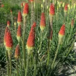 Kniphofia uvaria Rouge/jaune