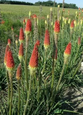 Kniphofia uvaria Rouge/jaune