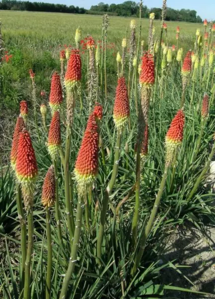 Kniphofia uvaria Rouge/jaune