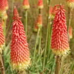 Kniphofia uvaria Rouge/jaune — photo 2