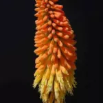 Kniphofia uvaria Rouge/jaune — photo 3