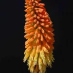 Kniphofia uvaria Rouge/jaune — photo 3