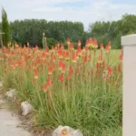Kniphofia uvaria Rouge/jaune — photo 4