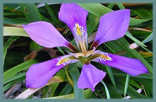 Iris lazica