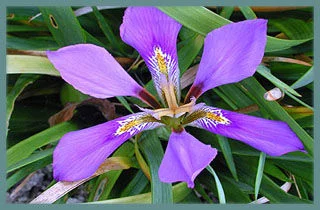 Iris lazica