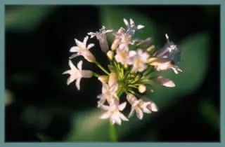 Tulbaghia simmleri ‘Alba’