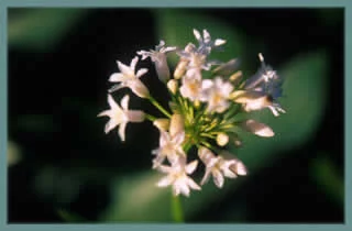 Tulbaghia simmleri &lsquo;Alba&rsquo;