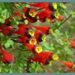 Tropaeolum tricolor