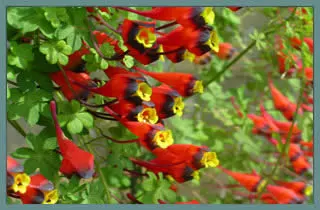 Tropaeolum tricolor