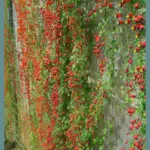 Tropaeolum tricolor — tricolorum