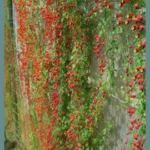 Tropaeolum tricolor — photo 2