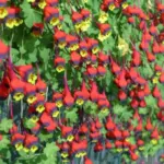 Tropaeolum tricolor — tricolor