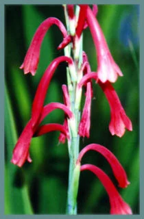 Watsonia aletroides