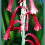 Watsonia aletroides