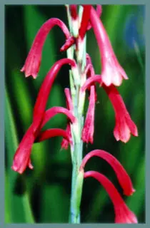 Watsonia aletroides
