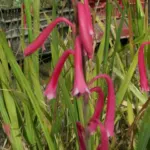 Watsonia aletroides — Watsonia