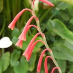 Watsonia aletroides — aletroides
