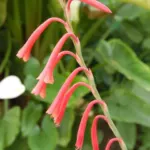 Watsonia aletroides — aletroides