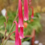 Watsonia aletroides — photo 4