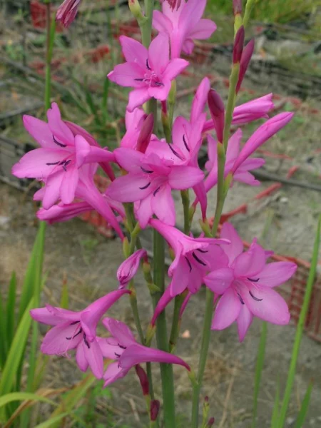 Watsonia versfeldii