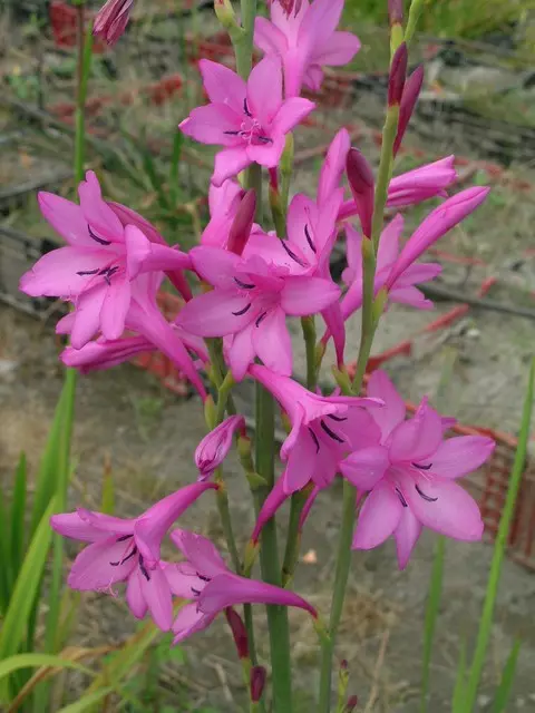 Watsonia versfeldii