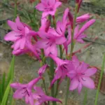 Watsonia versfeldii