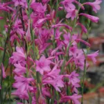 Watsonia versfeldii — Watsonia