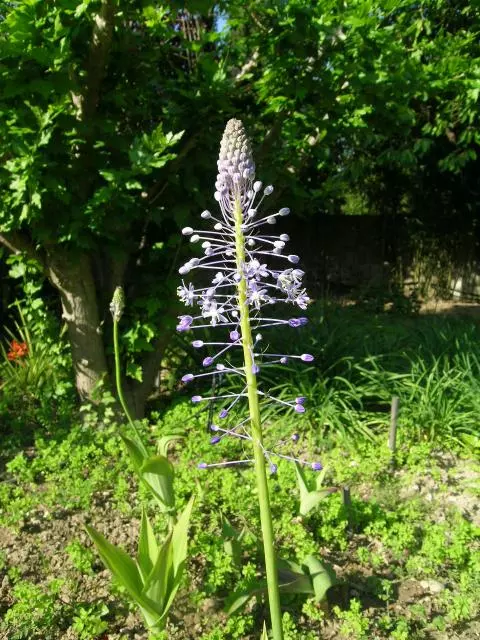 Scilla natalensis