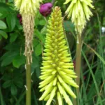 Kniphofia uvaria Jaune