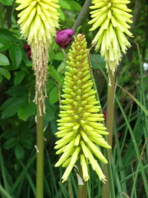 Kniphofia uvaria Jaune