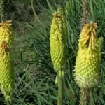 Kniphofia uvaria Jaune — photo 2