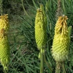 Kniphofia uvaria Jaune — photo 2