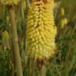 Kniphofia uvaria Jaune — photo 3
