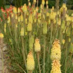 Kniphofia uvaria Jaune — photo 4