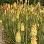 Kniphofia uvaria Jaune — photo 4