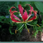 Gloriosa superba &lsquo;Rothschildiana&rsquo;