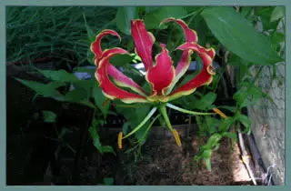 Gloriosa superba &lsquo;Rothschildiana&rsquo;