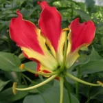 Gloriosa superba ‘Rothschildiana’ — Gloriosa