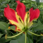 Gloriosa superba &lsquo;Rothschildiana&rsquo; — Gloriosa