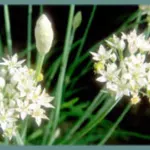 Allium tuberosum