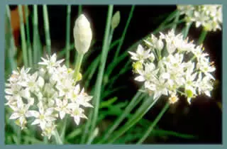 Allium tuberosum