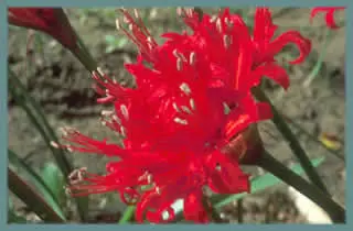 Nerine sarniensis Corusca Major