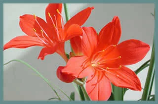 Cyrtanthus elatus