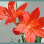 Cyrtanthus elatus